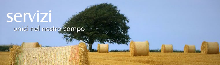 Sviluppo Web - Web Content Management - Applicativi web personalizzati - Servizio di promozione web - Servizi di Posizionamento e Indicizzazione - Reti e Sicurezza - Fornitura Hardware e software - Assistenza Tecnica Specializzata - Realizzazione portali - Spazi web di promozione - E-commerce - E-payments