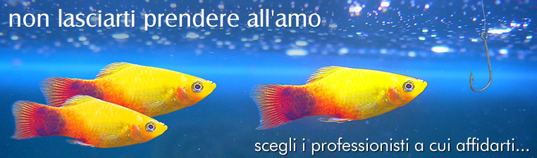 WinTrade News, Siti Web Verona, Indicizzazione, Promozione e Posizionamento 