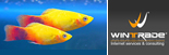 Web Agency WinTrade Web Agency WinTrade
